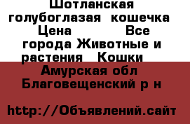 Шотланская голубоглазая  кошечка › Цена ­ 5 000 - Все города Животные и растения » Кошки   . Амурская обл.,Благовещенский р-н